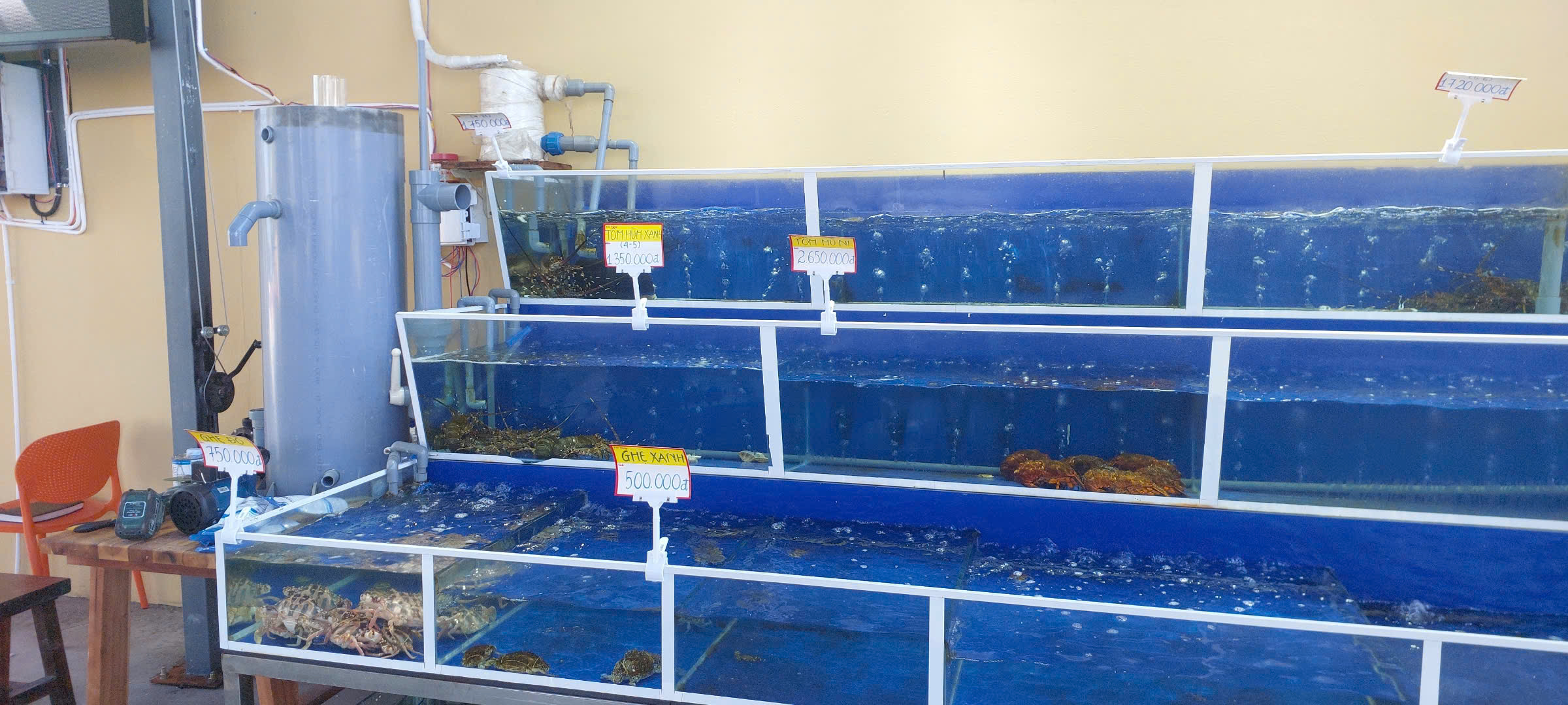 Squids turned Transparent again after 15 minutes in life saving system.