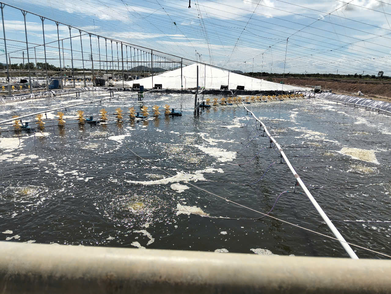MNB50 fine bubble nozzles to a shrimp farm in Vietnam