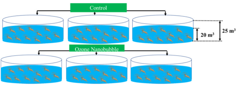 Survival and growth improvement by Ozone Nanobubble for rainbow trout hatchery