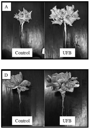Effect of Ultrafine Bubbles in Nutrient Solutions on the Growth of Different Lettuce Varieties